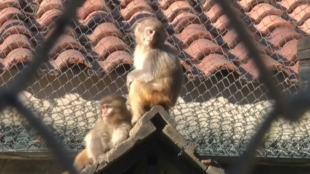 Antalya’ya Kaçak Gelen Fıstık Yeni Hayatına Merhaba Dedi! 4